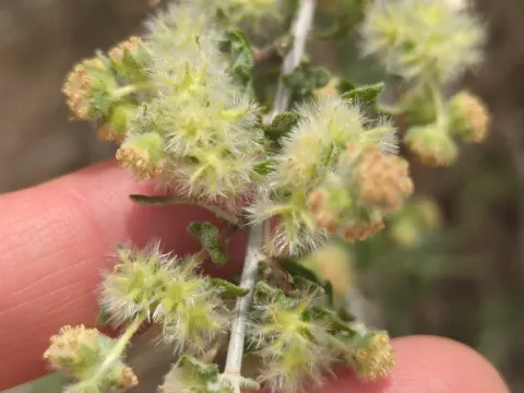 Woolly-flower ragweed