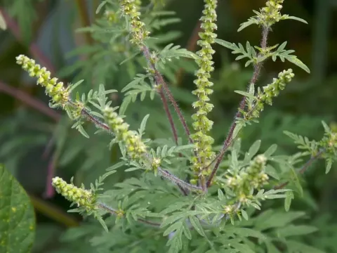 Panicle-leaf ragweed