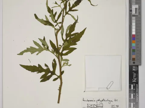 Ambrosia polystachya