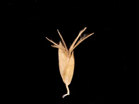 Amphipogon