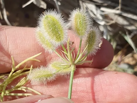 Ammodaucus
