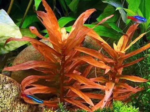 Ammannia articulata