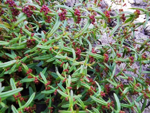 Ammannia auriculata