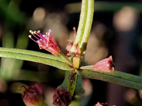 Ammannia microcarpa