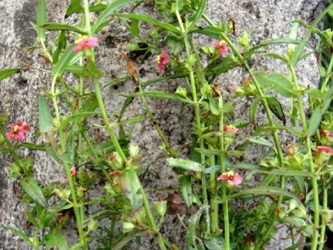 Ammannia octandra