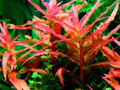 Ammannia ritchiei