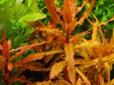 Ammannia senegalensis