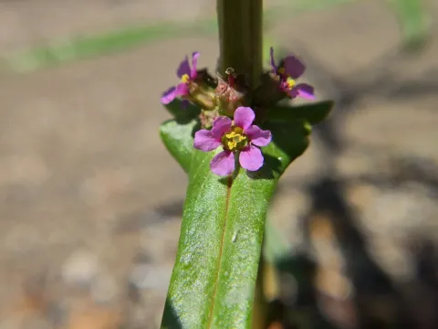 Ammannia teres