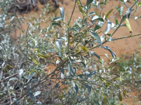 Sand acacia