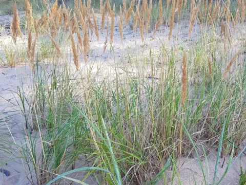 Baltic marram grass