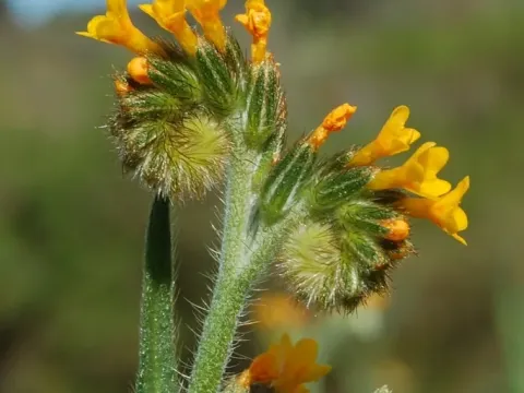 Amsinckia
