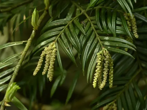 Amentotaxus