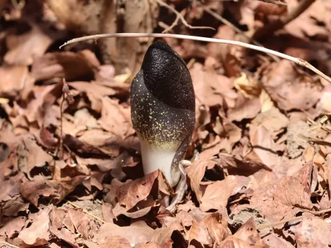 Amorphophallus aphyllus