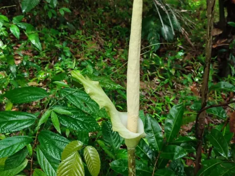 Amorphophallus variabilis