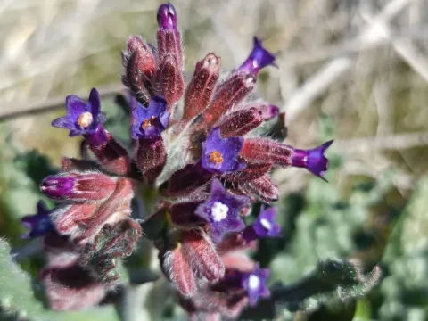 Anchusa undulata
