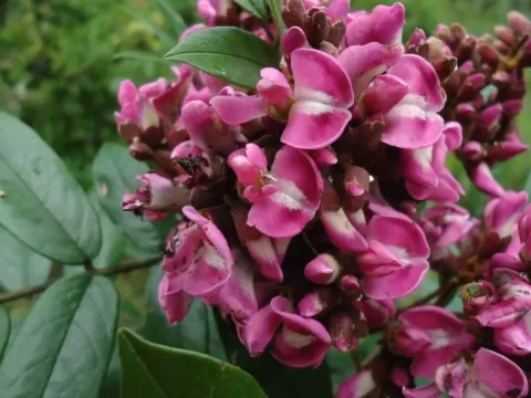 Andira anthelmintica