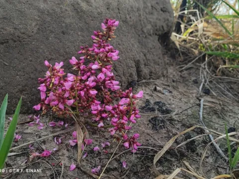 Andira humilis