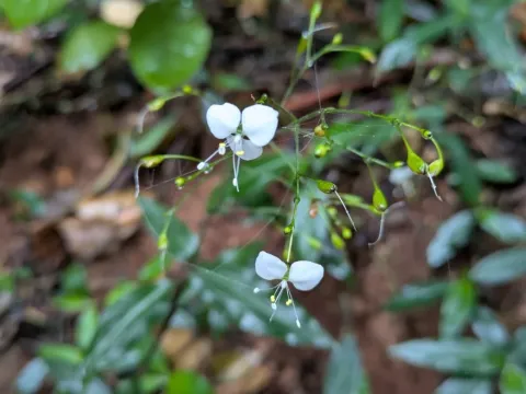Aneilema