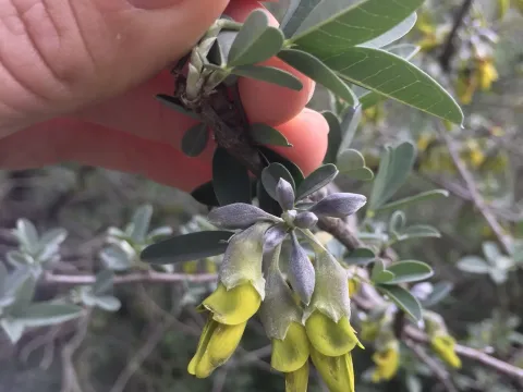 Anagyris
