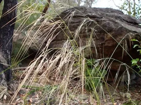 Anisopogon