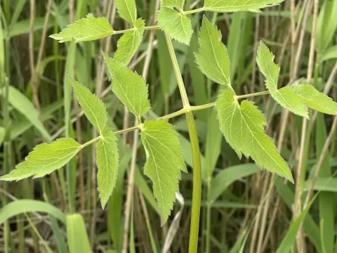 Bog angelica