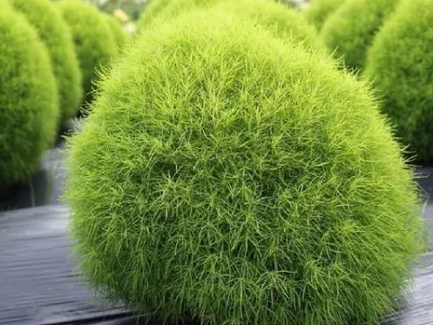 Summer cypress