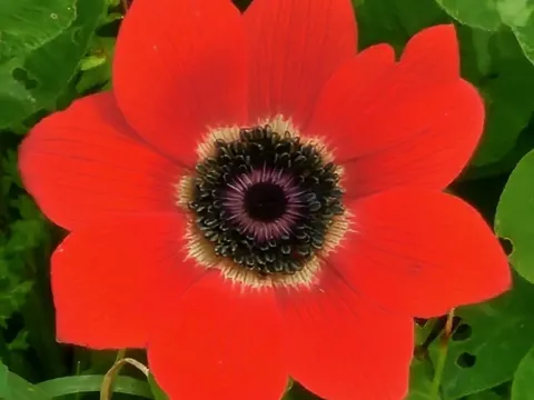 Peacock anemone