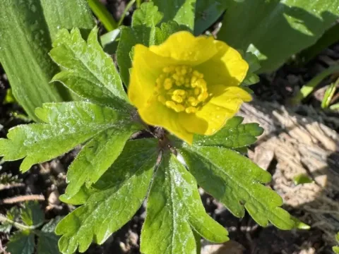 Yellow wood anemone