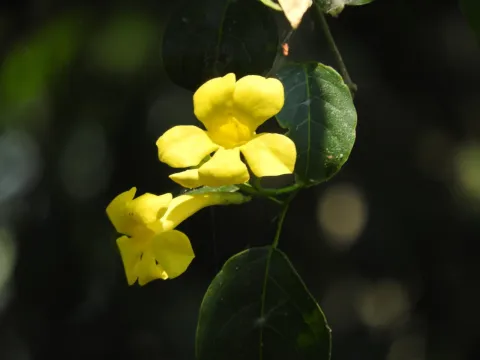 Anemopaegma