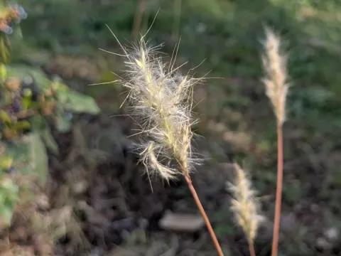 Cane bluestem