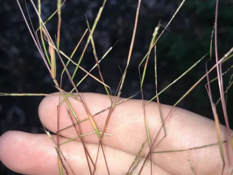 Schizachyrium brevifolium