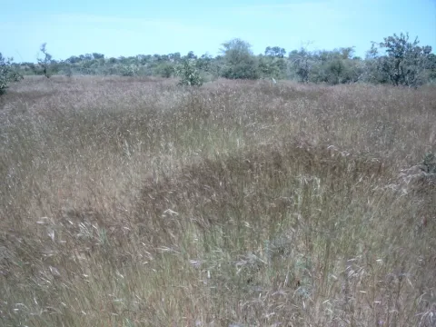 Andropogon pseudapricus