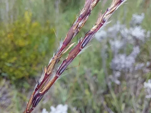 Andropogon schirensis