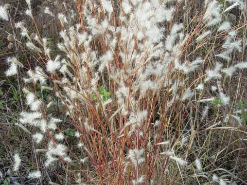 Splitbeard bluestem