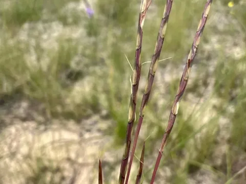 Schizachyrium tenerum