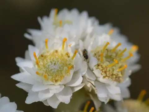 Anaphalis contorta