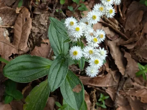 Anaphalis triplinervis