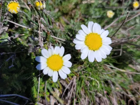 Cretan chamomile