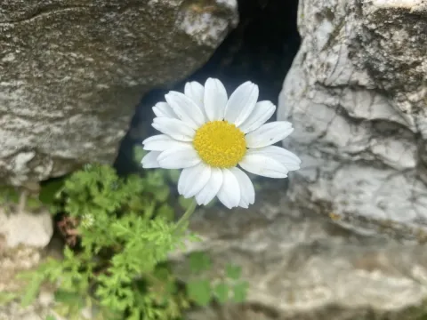 Anthemis chia