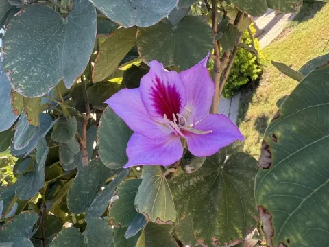 Bauhinia