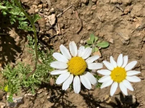 Anthemis pseudocotula