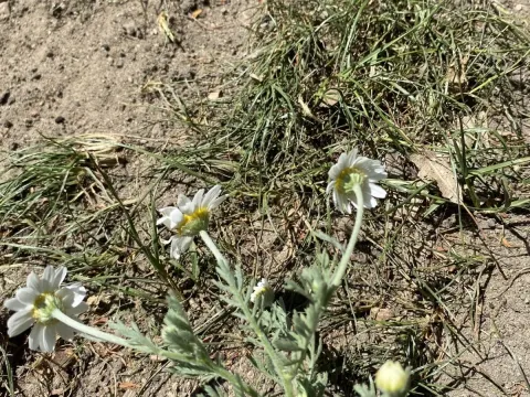 Ruthenian chamomile