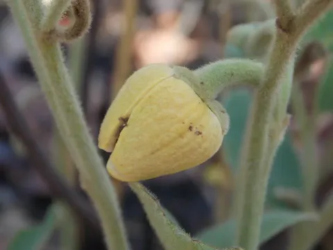 Narrow-leaved custard apple