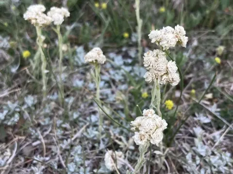 Antennaria microphylla