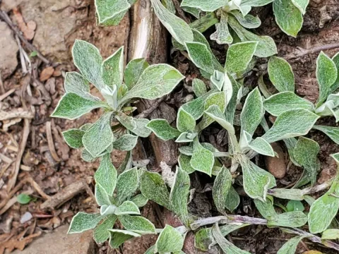 Mountain everlasting