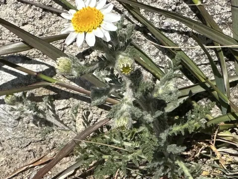 Anacyclus clavatus