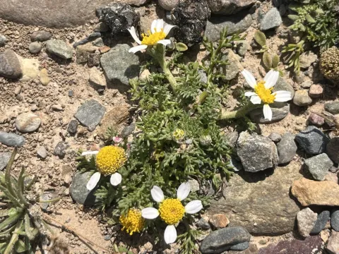 Anacyclus maroccanus