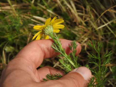 Anacyclus radiatus