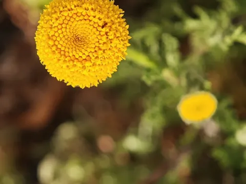 Anacyclus valentinus