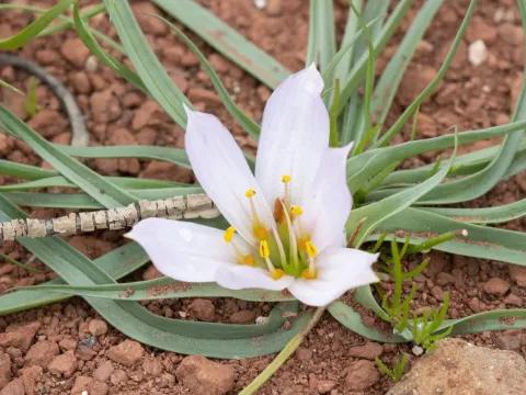 Colchicum gramineum